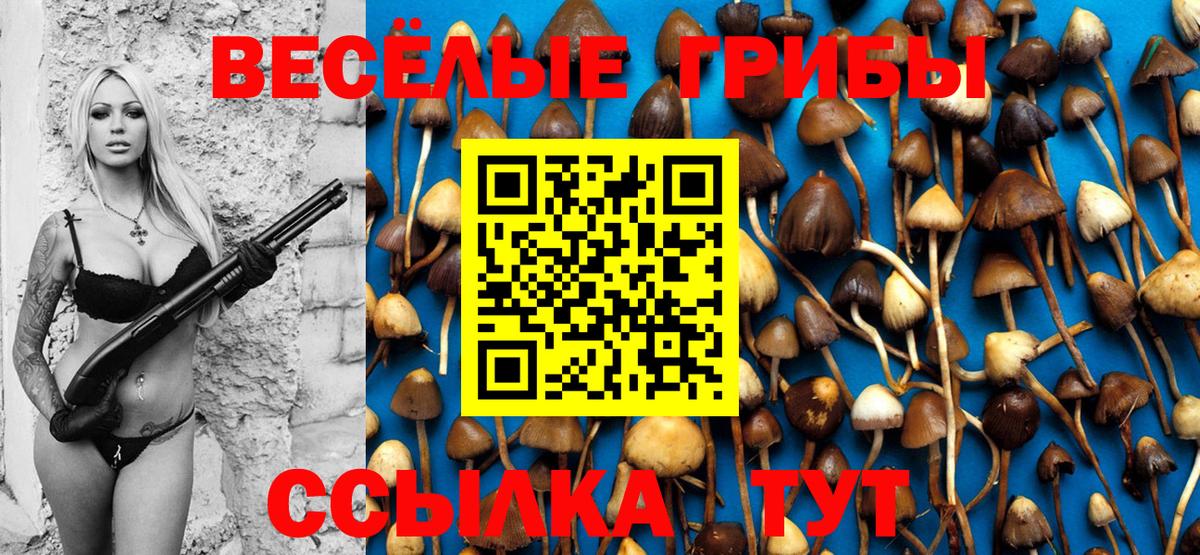 Псилоцибиновые грибы Psilocybe Новороссийск
